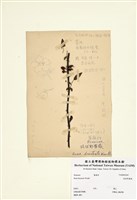 藏品(琉球野薔薇)的圖片